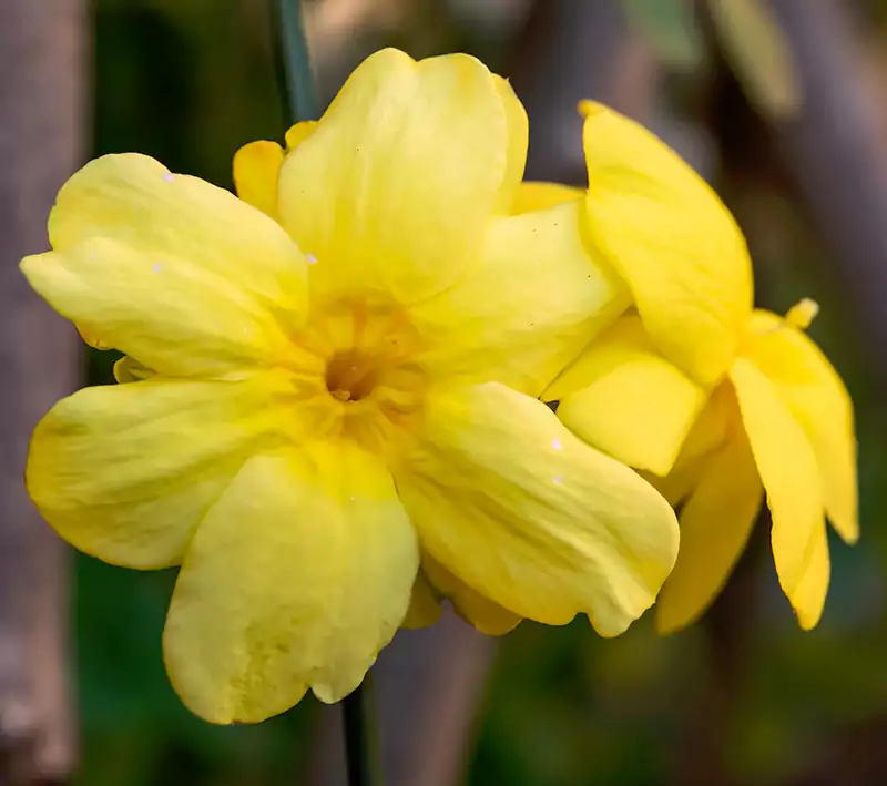 Winter Jasmine