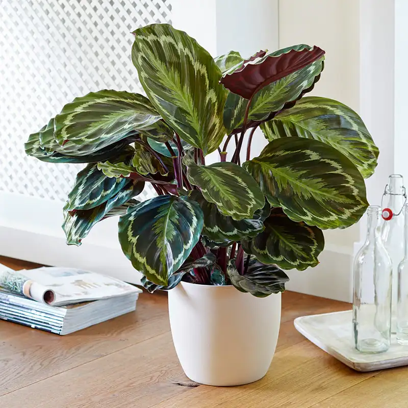 calathea prayer plant