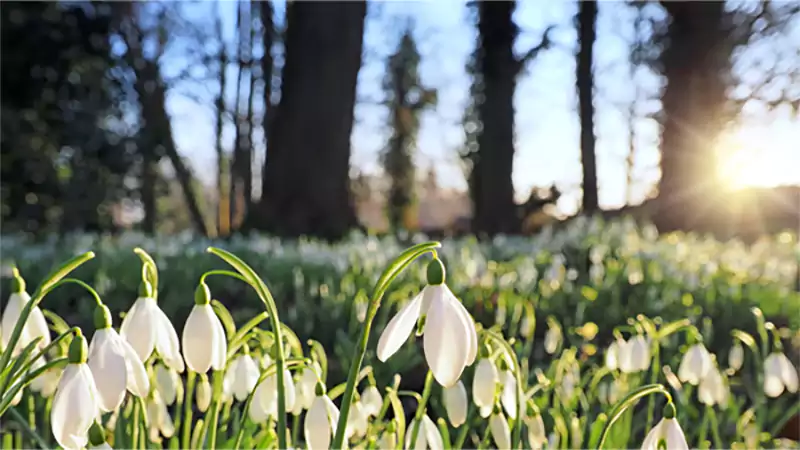 d-Flowers That Bloom in Late Winter Nyt