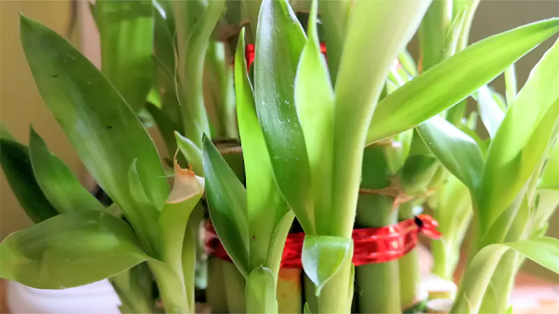 d-Lucky Bamboo Plant