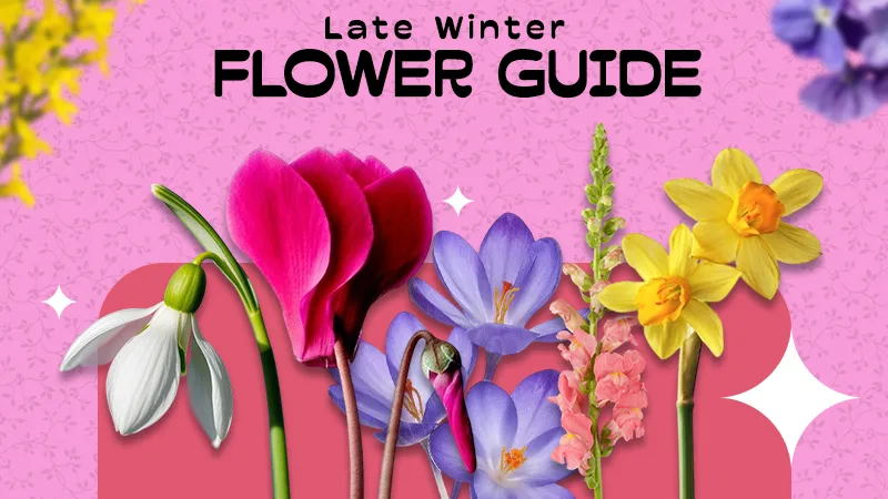 late winter flower guide