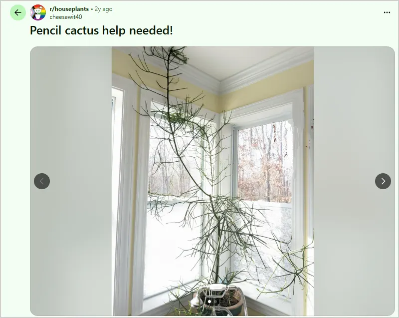 pencil cactus help needed