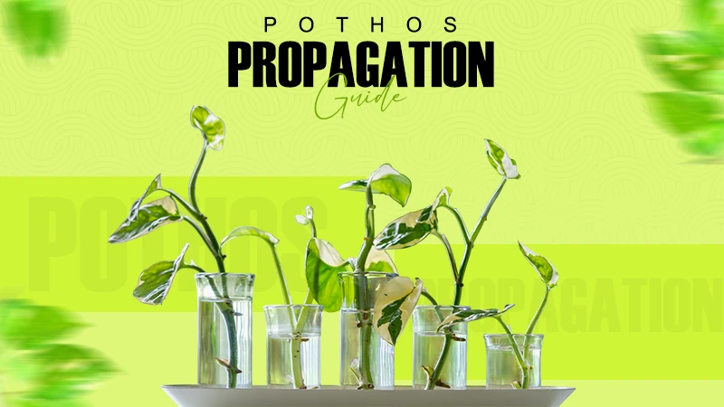 pothos propagation guide