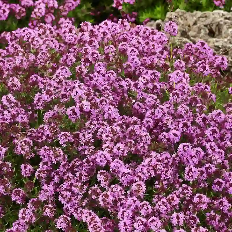 red thyme