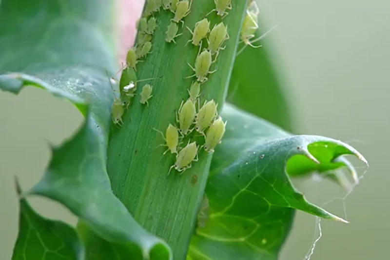 Aphid bugsTaken from the