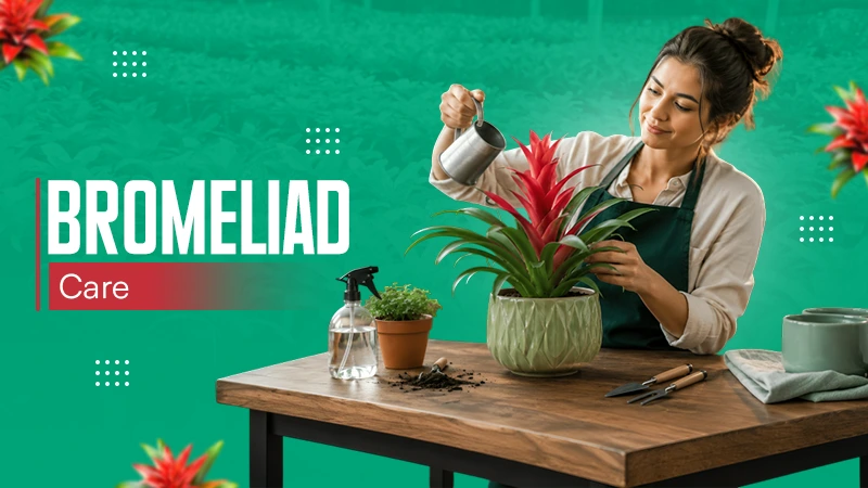 Bromeliad Care