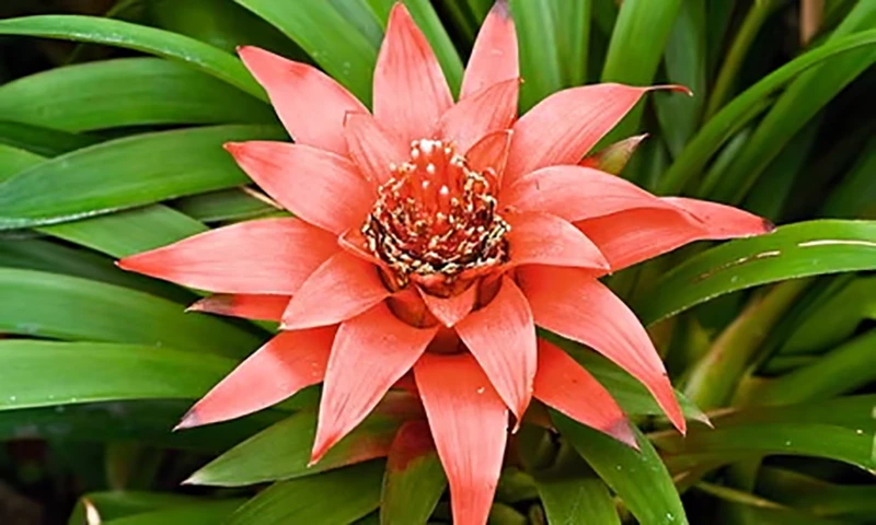 Bromeliad Plant