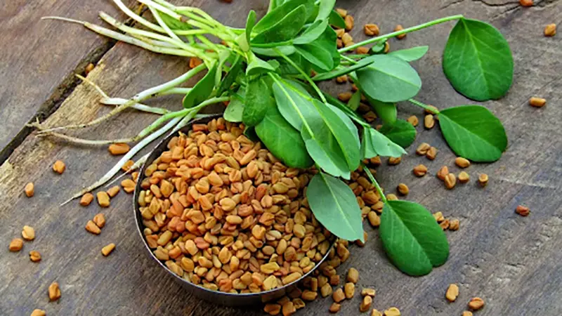 Foenegriek Seeds and Plant
