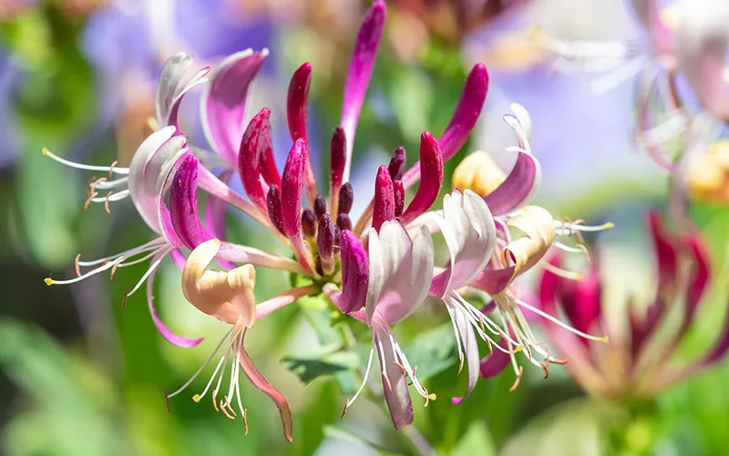 Honeysuckle Flower