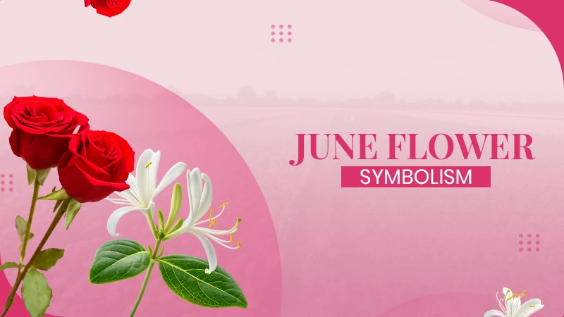 June Birth Flower (Rose and Honeysuckle) Meaning, Symbol, Care Tips & More