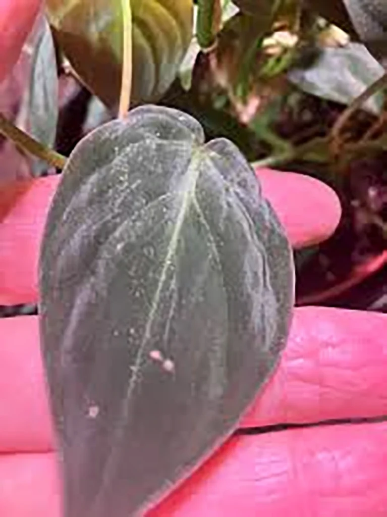 Mealybugs