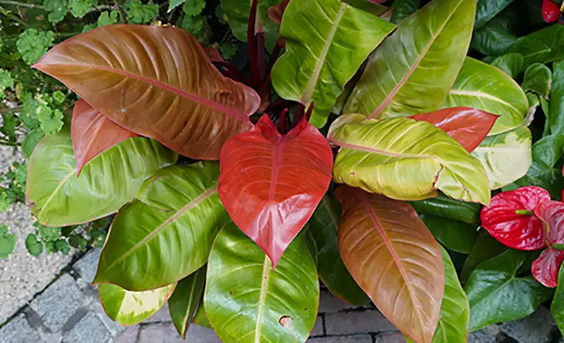 Philodendron Orange Plant