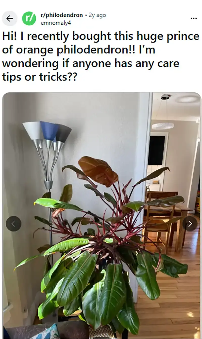 Philodendron Oranges