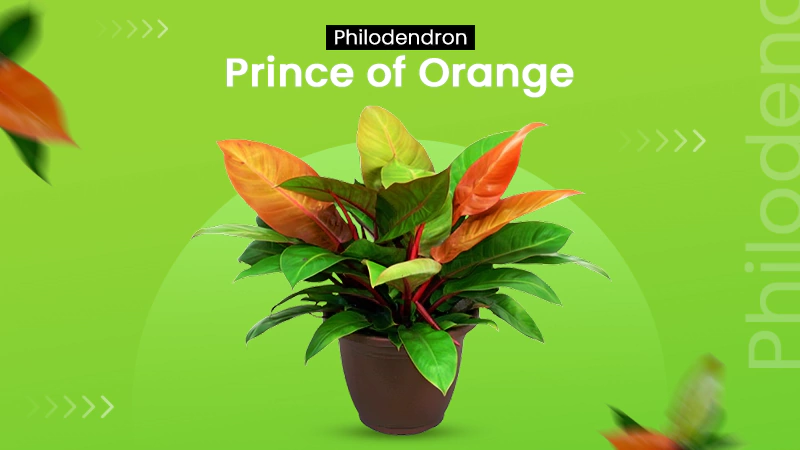 Philodendron Prince of Orange