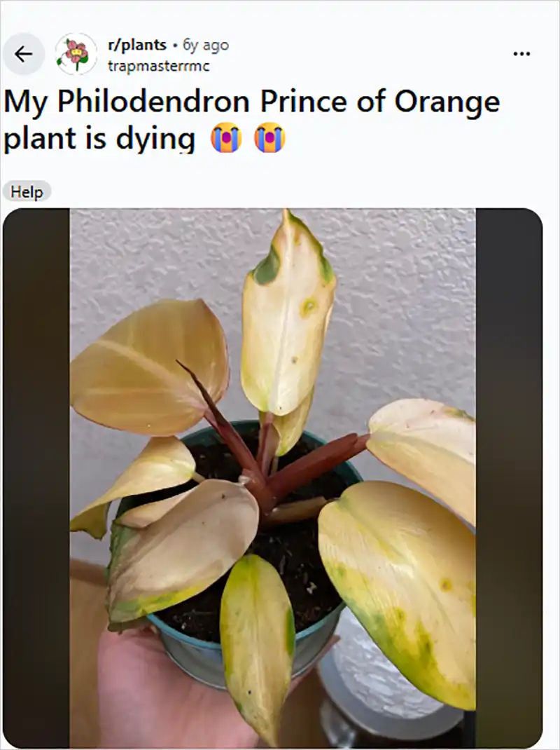 Philodendron Prince