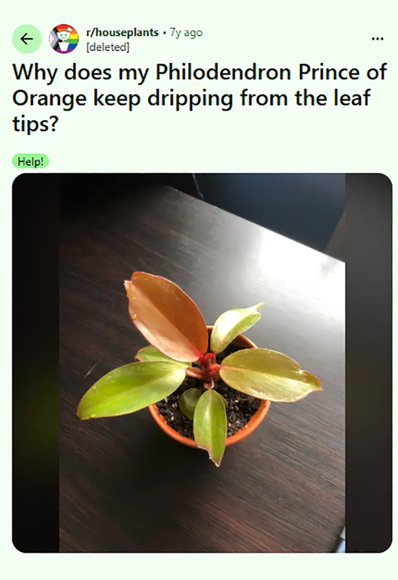 Prince of Orange