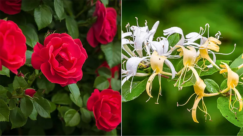 Rose and Honeysuckle Flowers