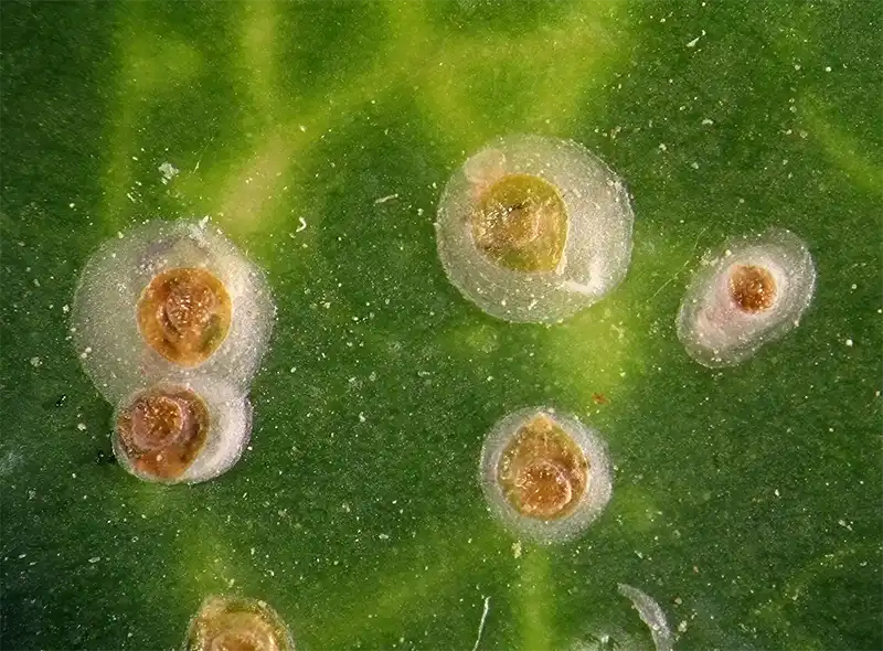 Scales