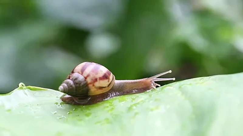 Snails and Slugs