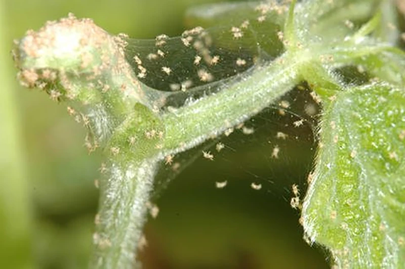 Spider Mites