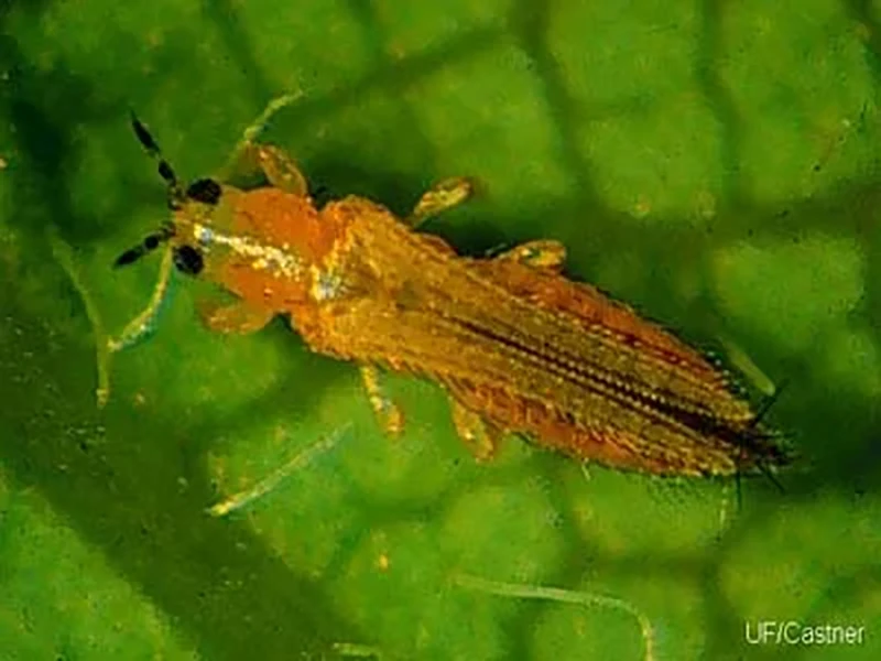 Thrip bugs