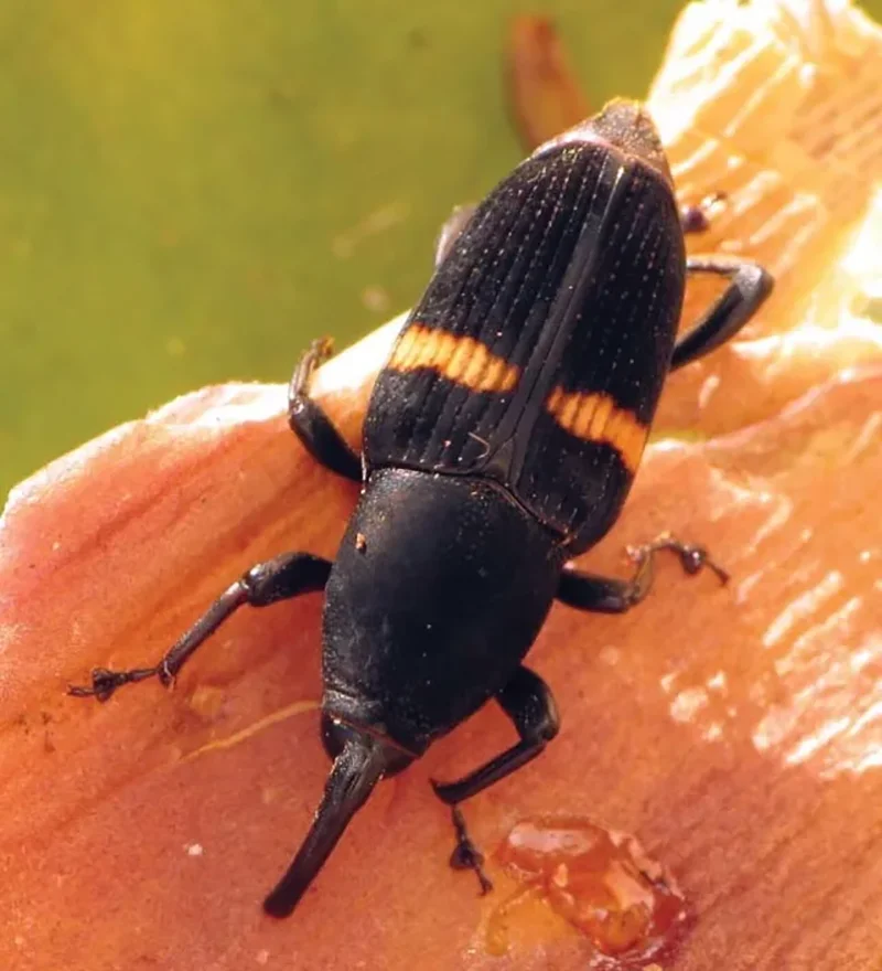 Weevils