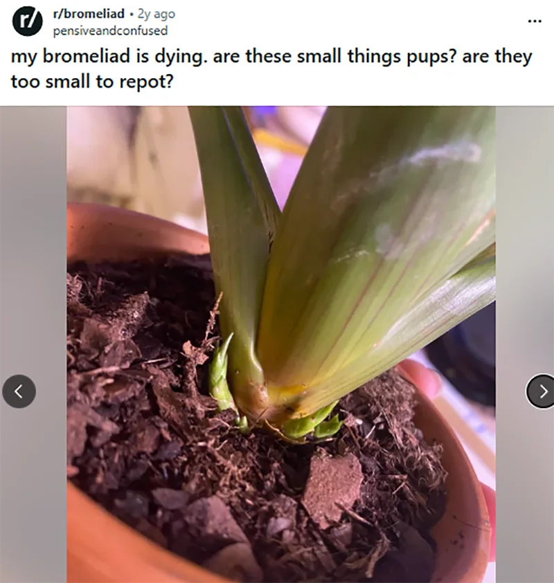 bromeliad plant is dying