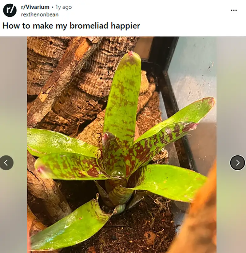 bromeliad