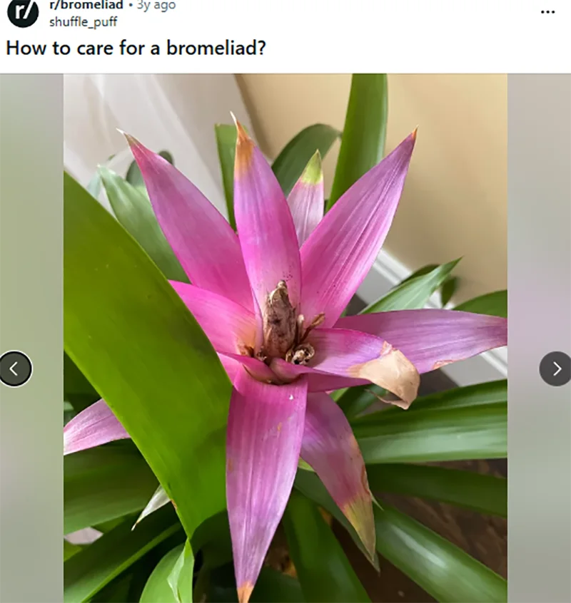 care for a Bromeliad