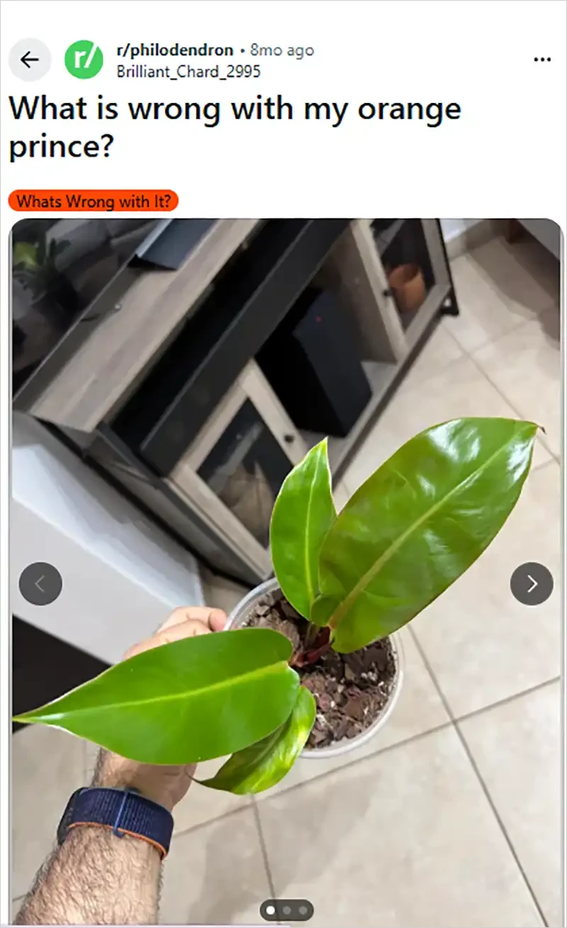 plant leave