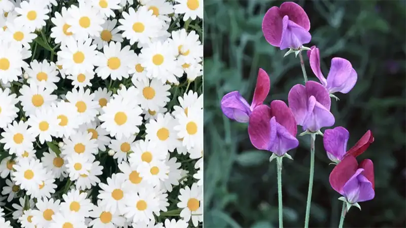  April Month Flower