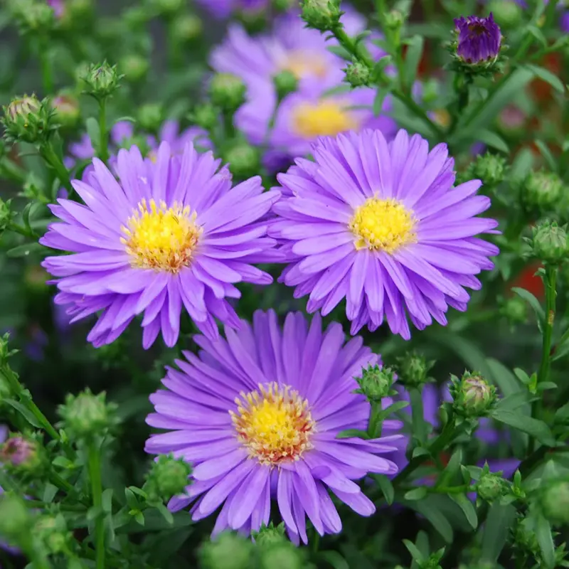 Aster Flower