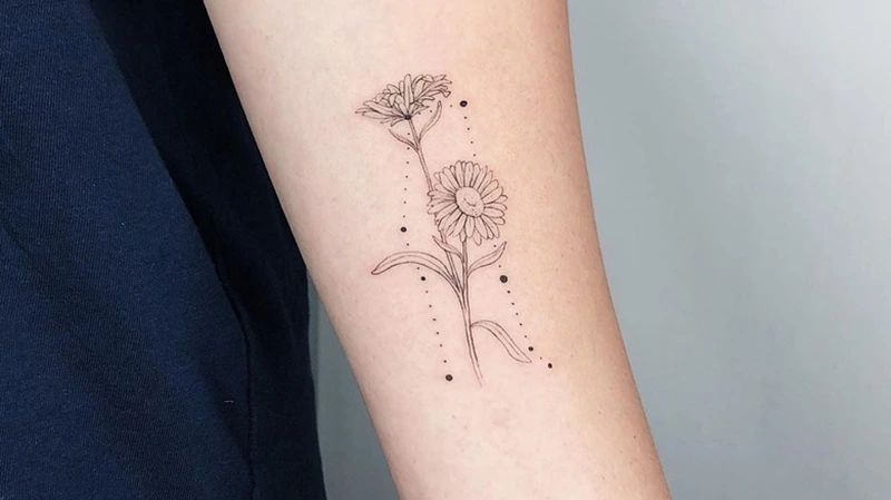 Aster Flowers
