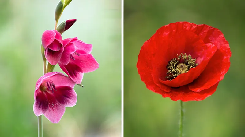 August Birth Flowers
