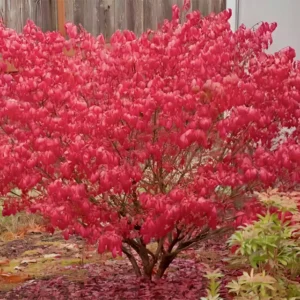 Burning Bush Plant 1