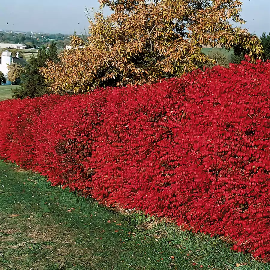 Burning Bush Plant 2