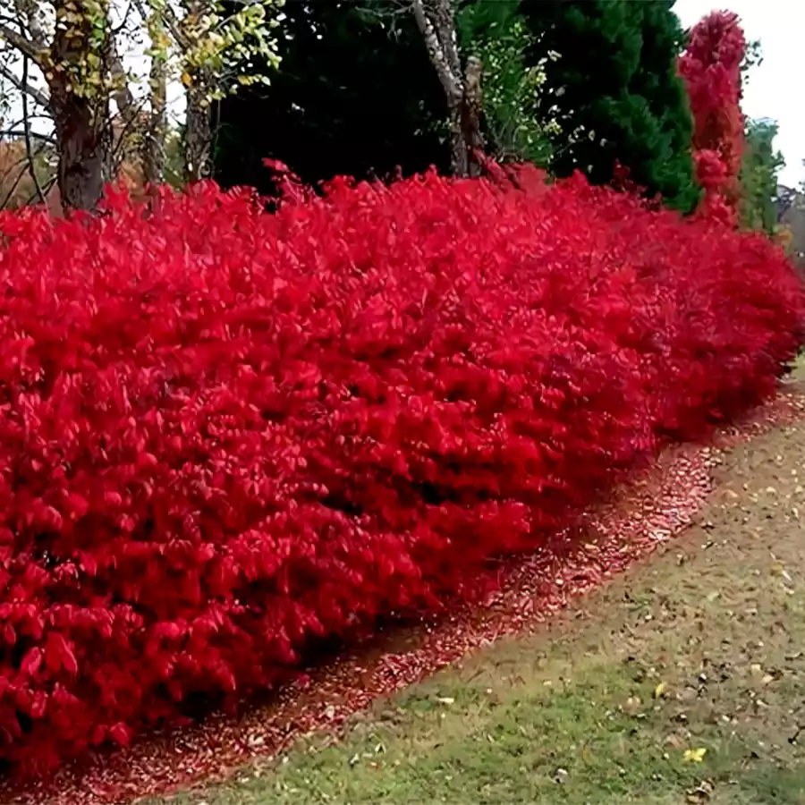 Burning Bush Plant 3