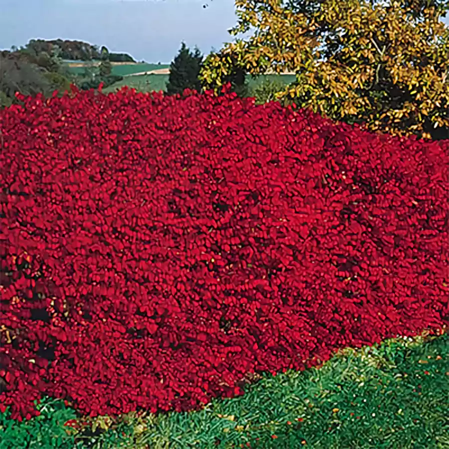 Burning Bush Plant 4