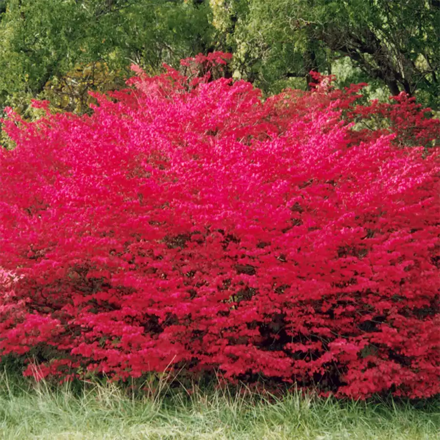 Burning Bush Plant 5