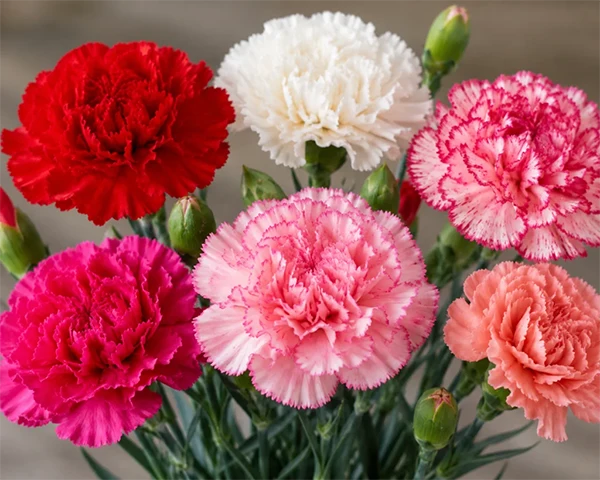 Carnation Flowers