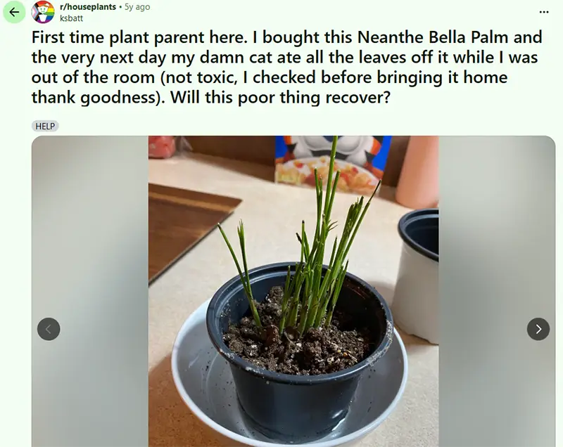 Cat Eaten Neanthe Bella