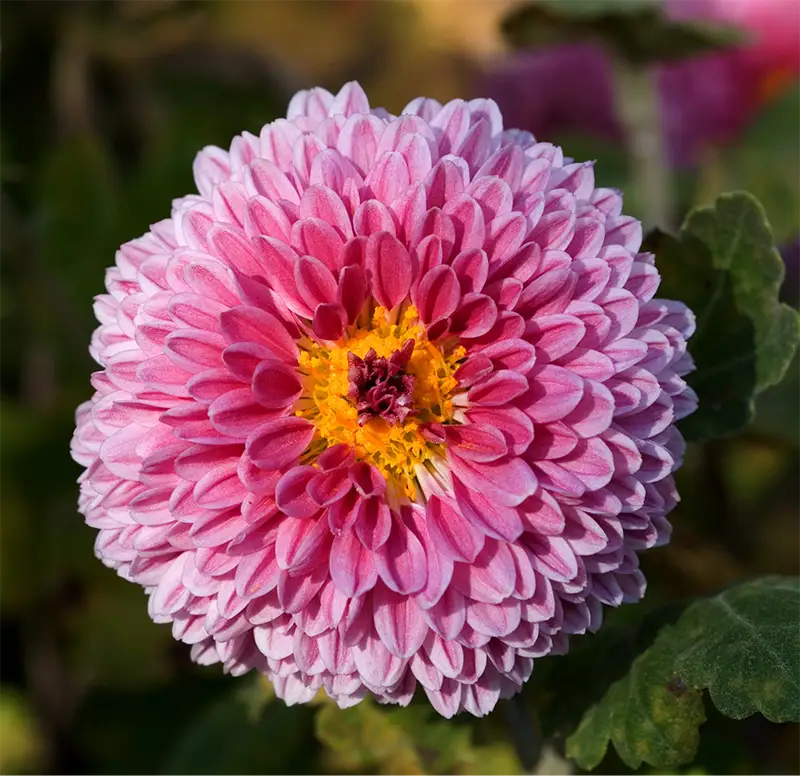Chrysanthemum Flower