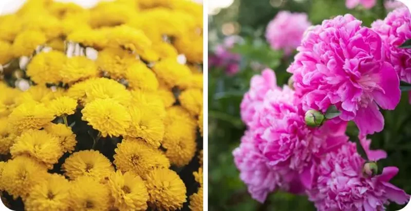 Chrysanthemum and Peony Flowers