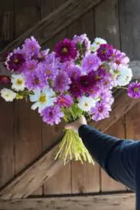 Cosmos Flower Bouquet

