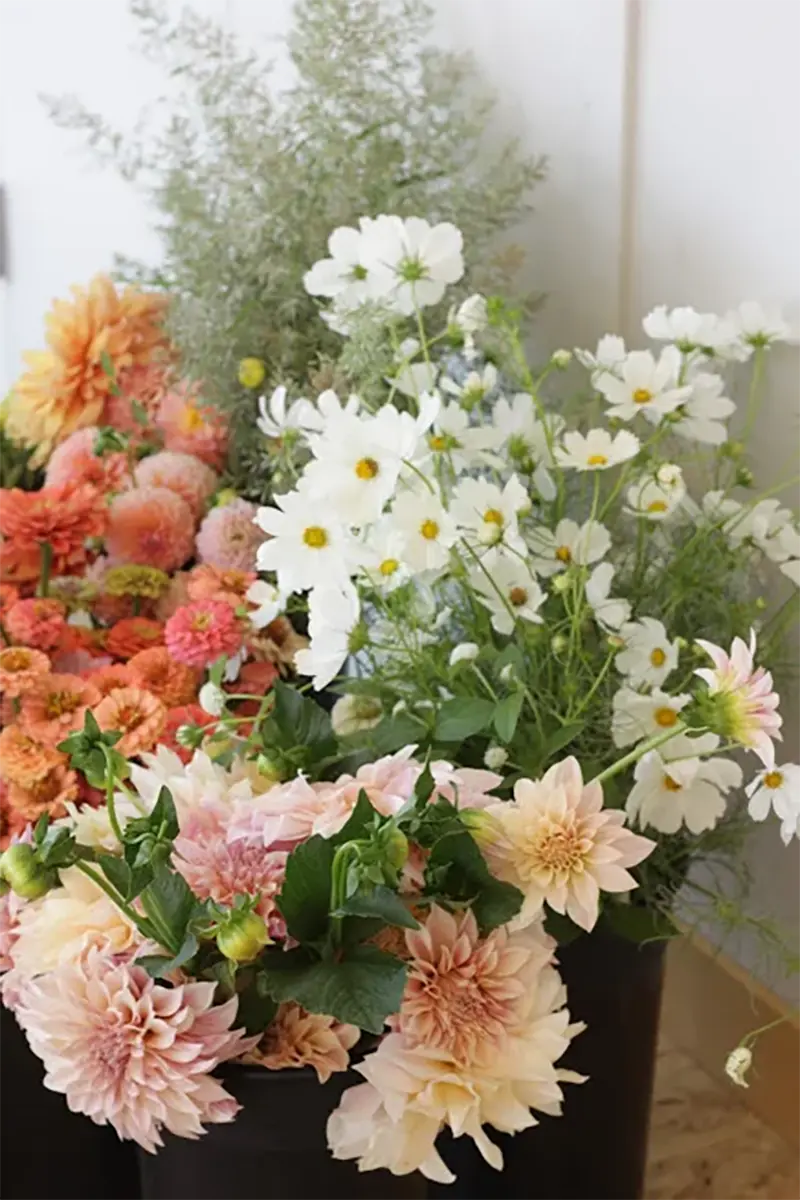 Cosmos Flower Bouquet
