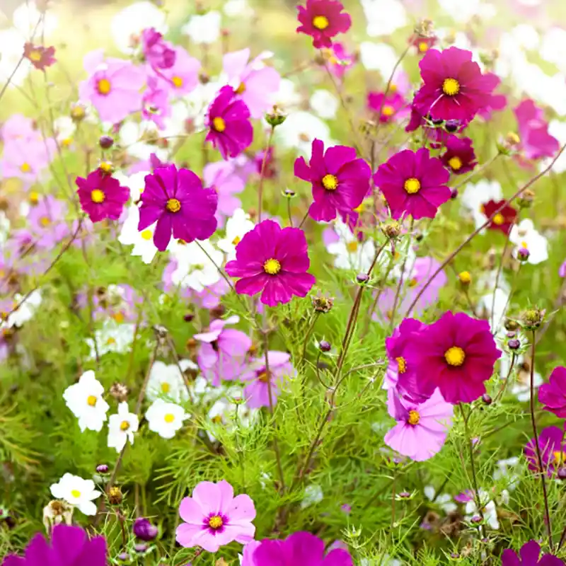 Cosmos Flower