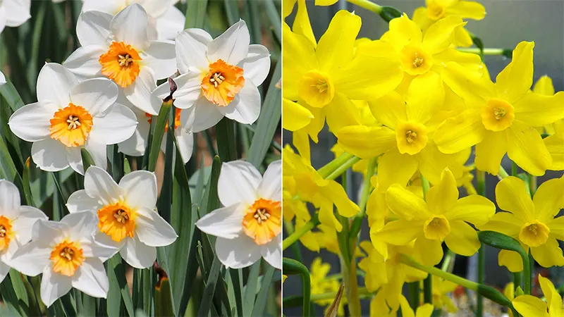Daffodil and Jonquil Flower