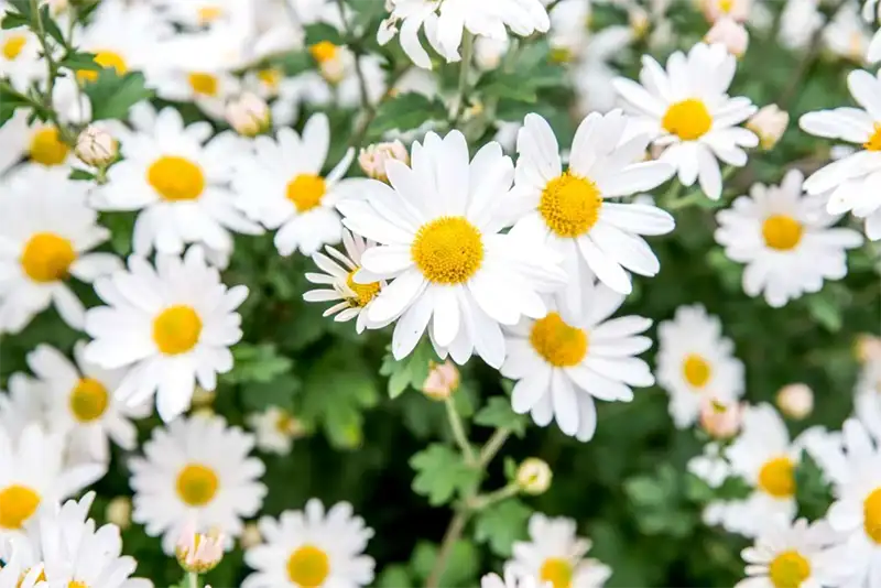 Daisy Flowers