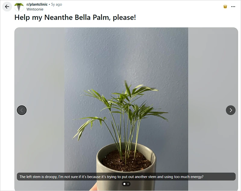 Droopy Stem in Neanthe Bella Palm