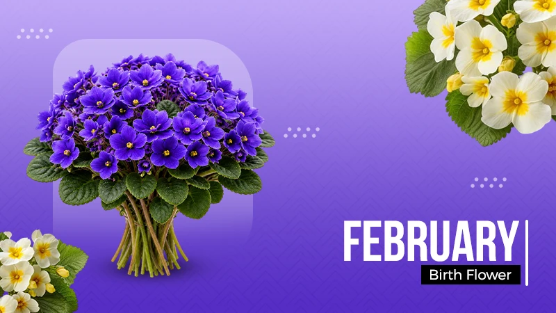 February Birth Flower
